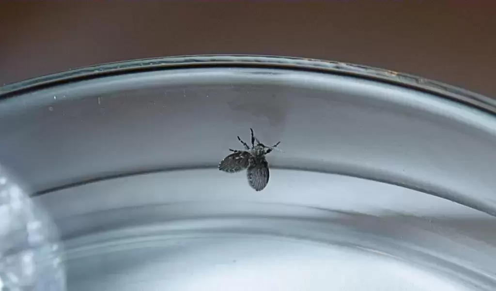 卫生间里的小飞虫是什么？传染病菌、寄生人体，别小看它赶紧消灭