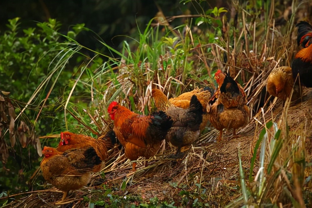 人类和家鸡，鸡这种禽类，是怎么被人类驯养的？