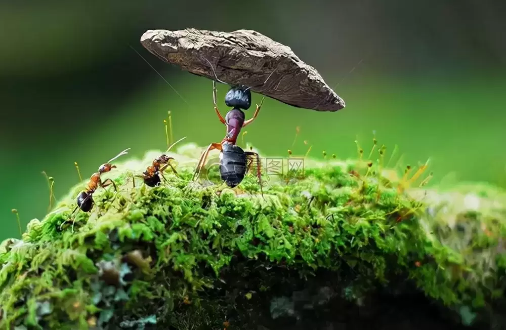 小蚂蚁的伟大智慧：配药治病，预报洪水