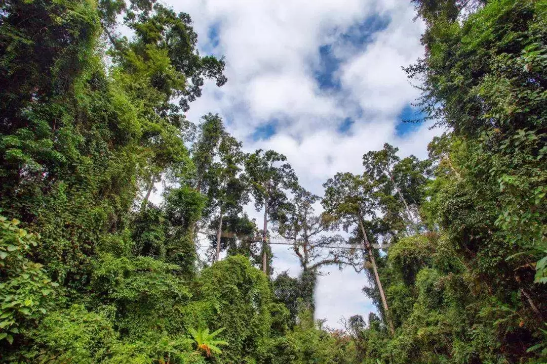 亚马逊雨林有多可怕？置身其中每秒都存在死亡的风险
