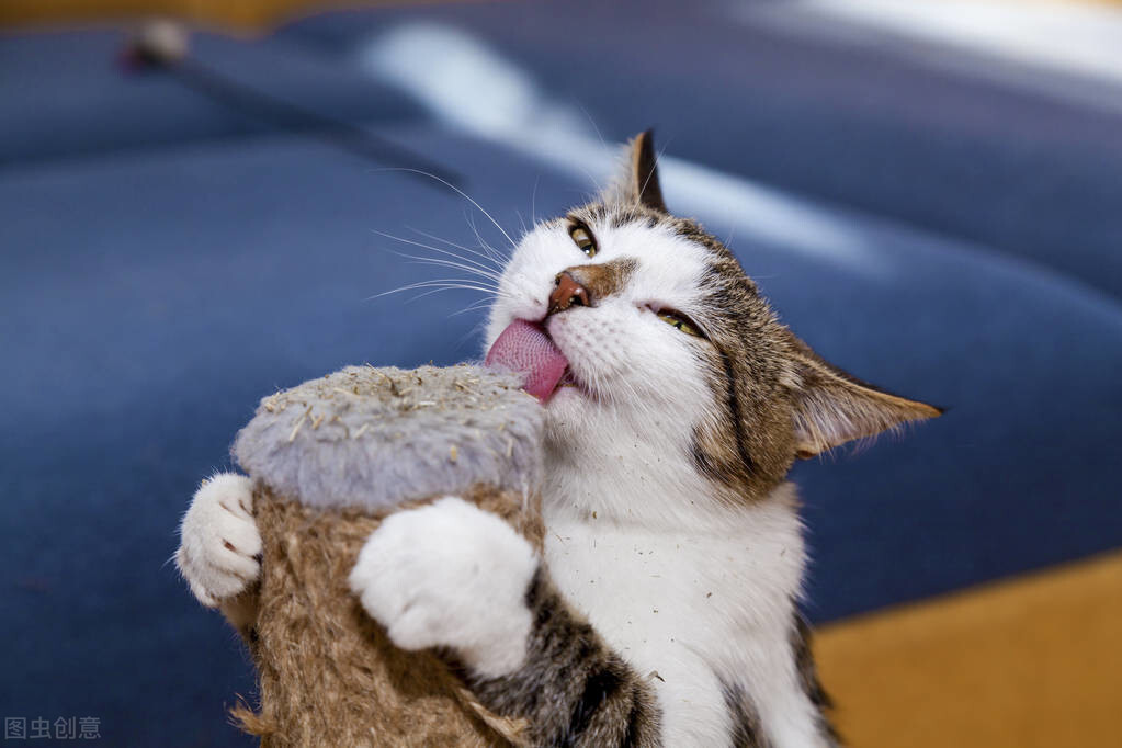 猫薄荷对猫具有神奇致幻作用，有时如醉如痴，猫薄荷正确使用方法