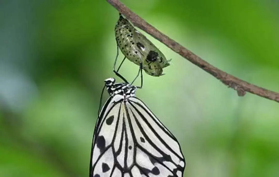 动物百科：大白斑蝶
