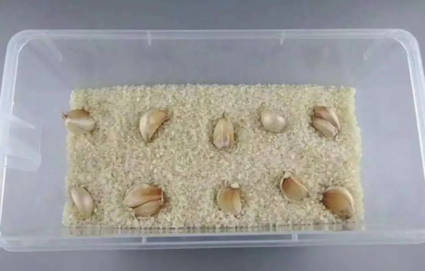 夏天如何存储大米防止生虫霉变