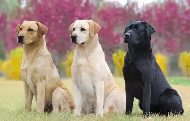 这12种著名的大型犬，知道5个以上，算你厉害