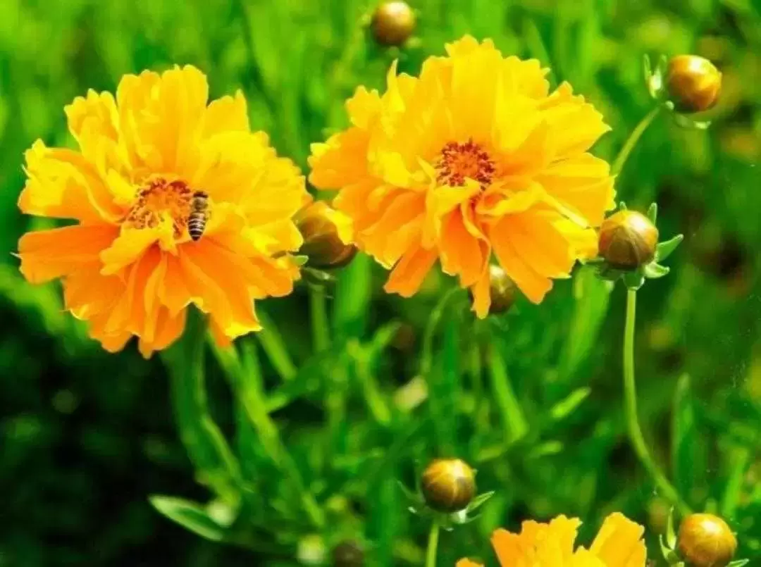 植物百科： 重瓣金鸡菊