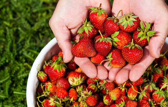 家庭如何种植草莓