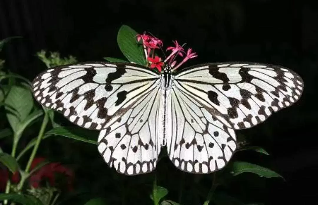 动物百科：大白斑蝶