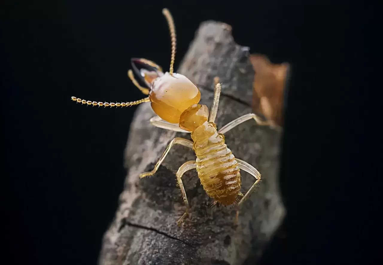小蚂蚁的伟大智慧：配药治病，预报洪水
