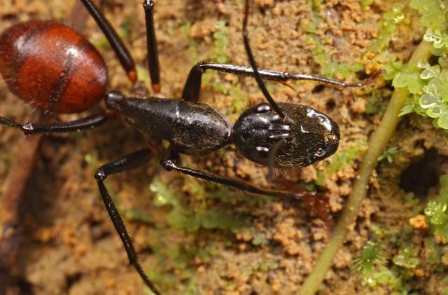 世界上最大的蚂蚁有多大？世界上最大的蚂蚁窝