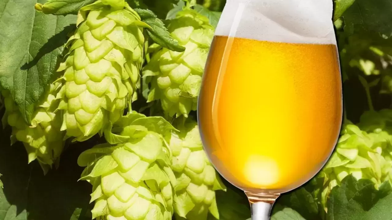啤酒：人类最早饮品之一，早期的啤酒并不是苦味