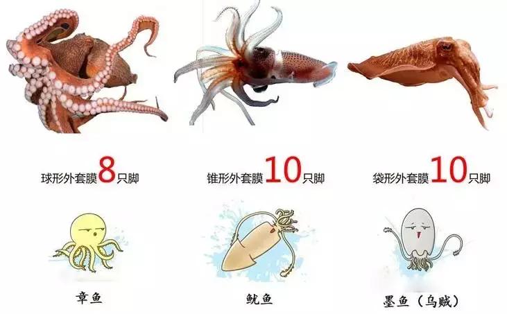 为何说章鱼是外星生物？九个大脑，两套记忆系统，还有一身怪本领