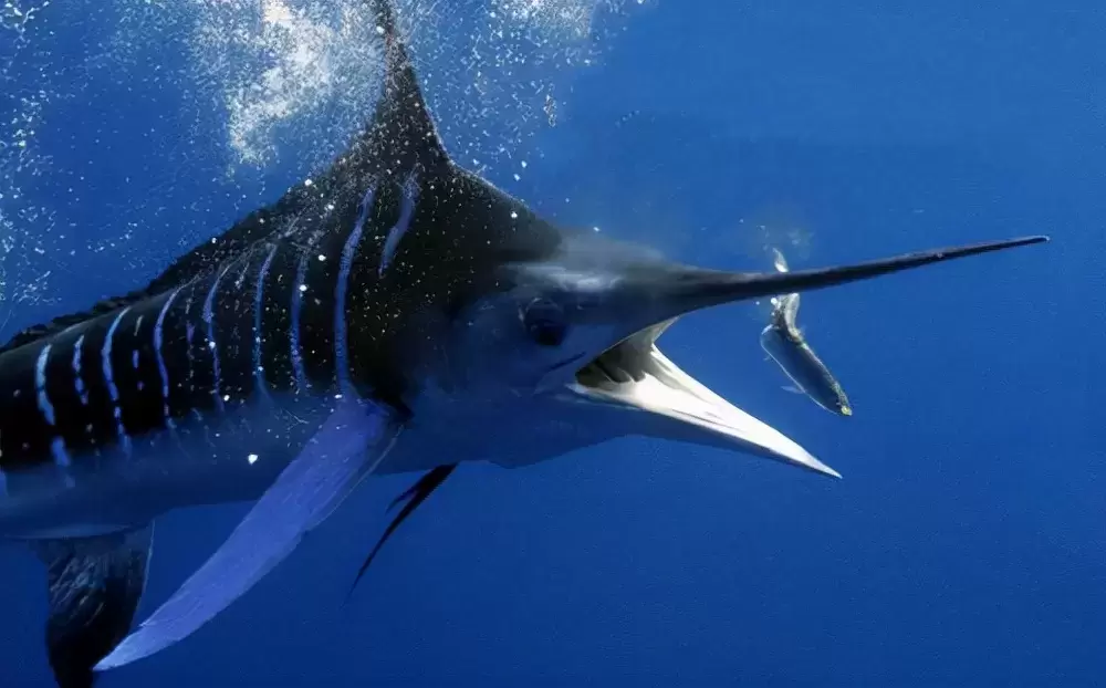 盘点海洋中游泳最快的10种鱼类