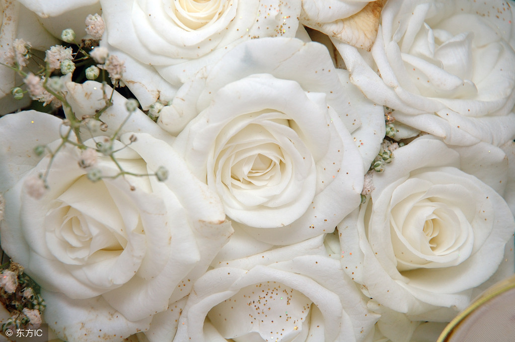 白玫瑰花语每朵代表什么