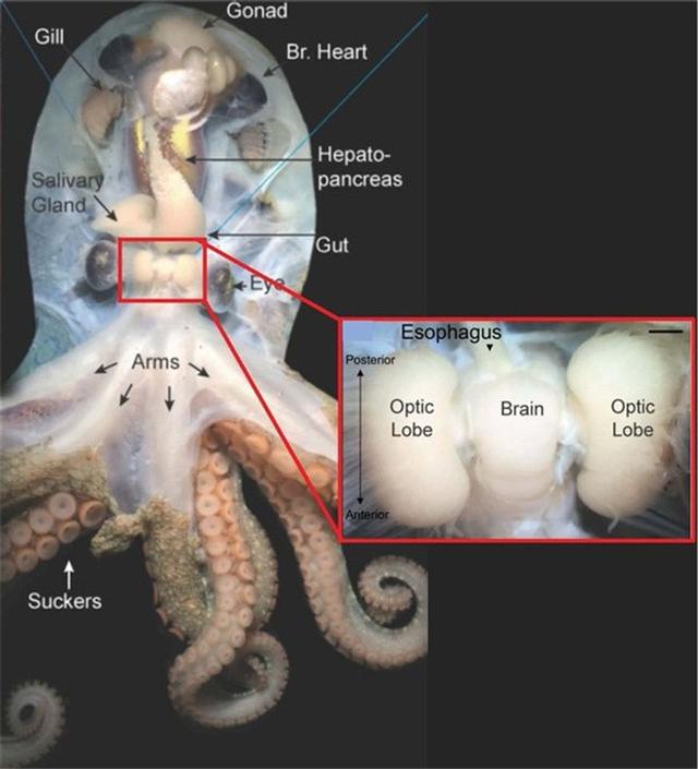 为何说章鱼是外星生物？九个大脑，两套记忆系统，还有一身怪本领