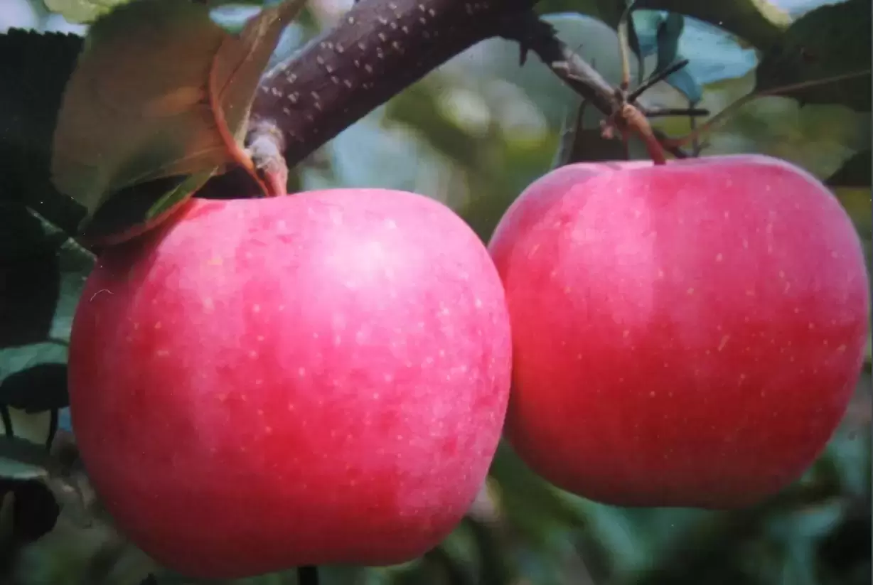 盘点中国各地盛产的苹果，你认识几个？