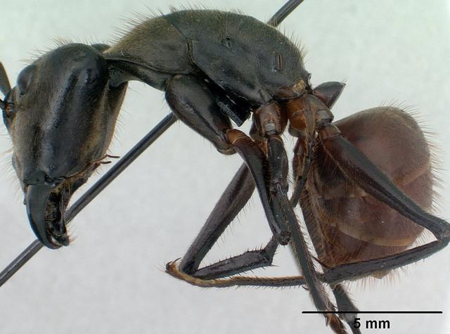 世界上最大的蚂蚁有多大？世界上最大的蚂蚁窝