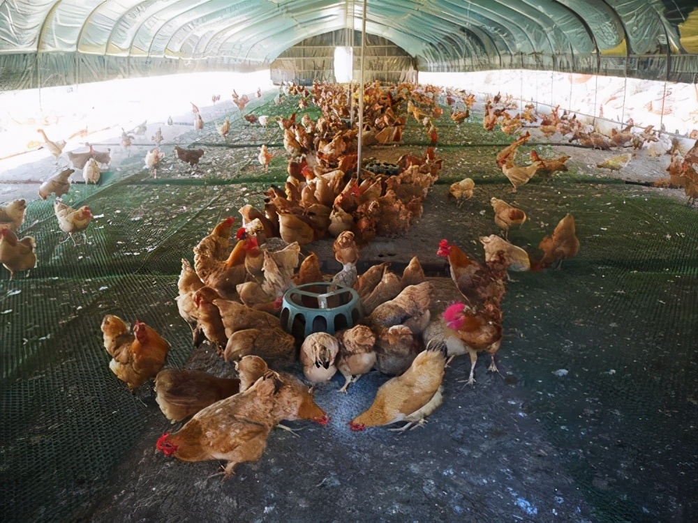 人类和家鸡，鸡这种禽类，是怎么被人类驯养的？