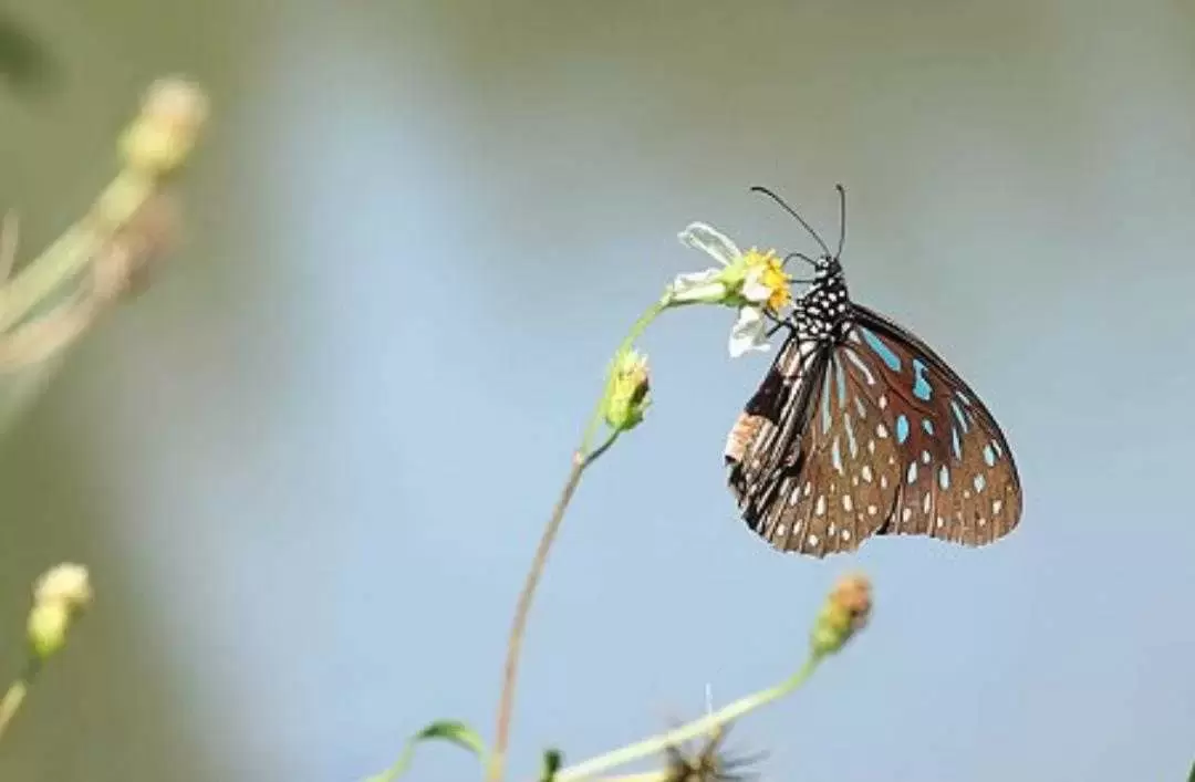 动物百科： 小纹青斑蝶