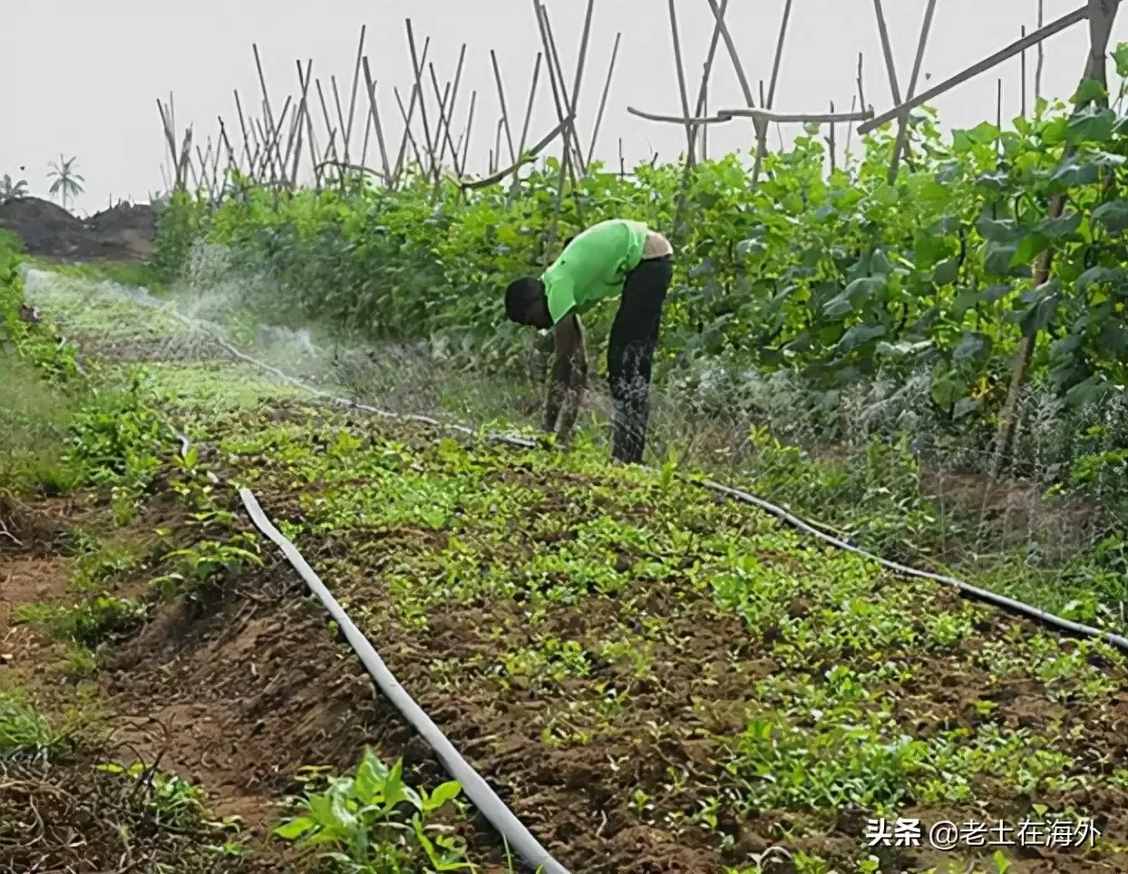 非洲土地肥沃，当地人从不种菜，中国人做农场主实施菜篮子工程