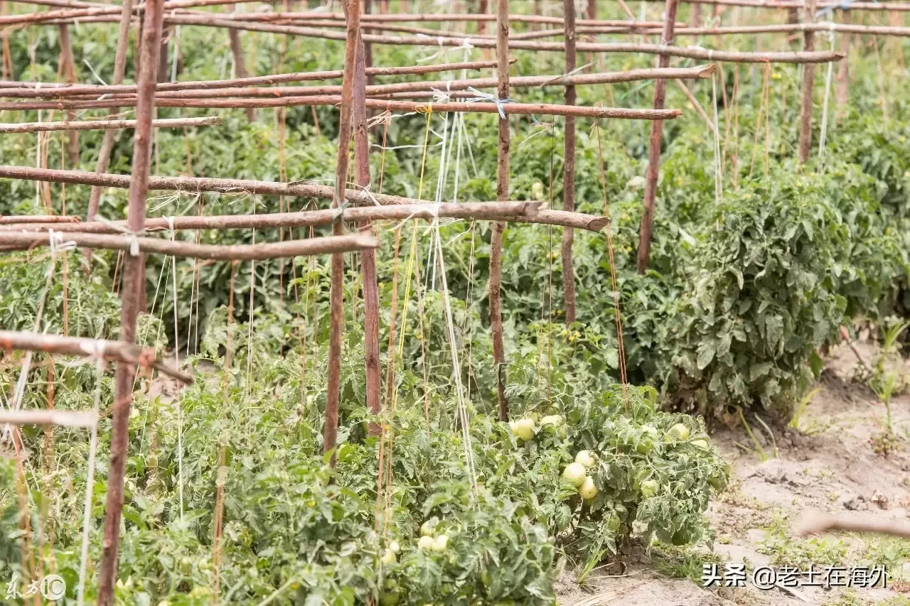 非洲土地肥沃，当地人从不种菜，中国人做农场主实施菜篮子工程