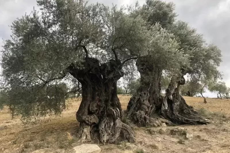 西班牙千年古树！至今仍生产着老油，腓尼基人留下的历史印记