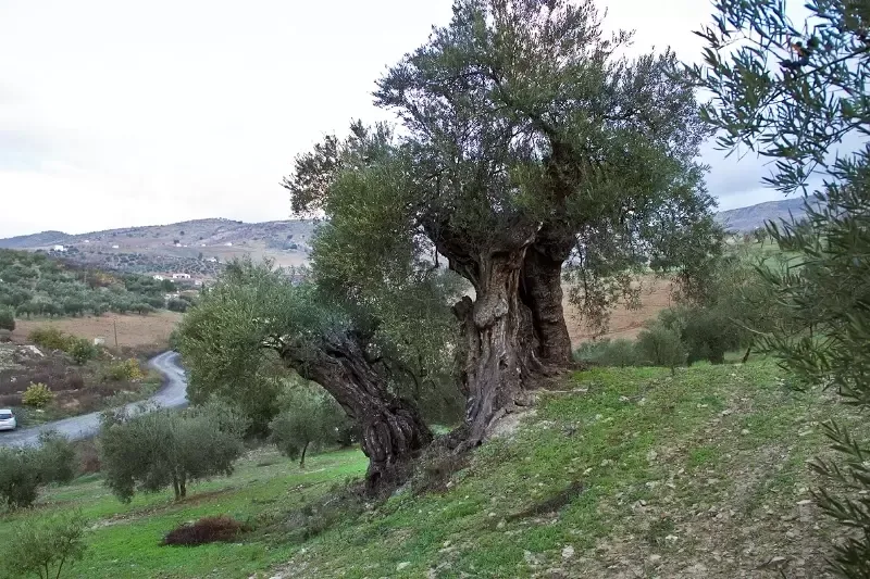 西班牙千年古树！至今仍生产着老油，腓尼基人留下的历史印记