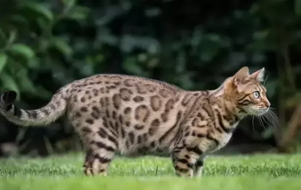 孟加拉豹猫好养吗（一种很多人想养却养不起的猫，除非你有矿）
