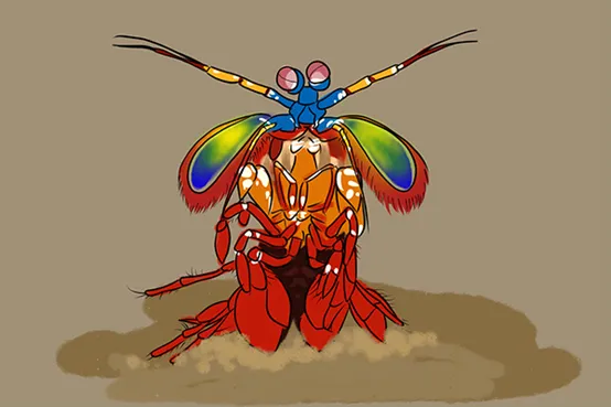 螳螂虾一拳的力度有多大？螳螂虾的拳头有多硬？