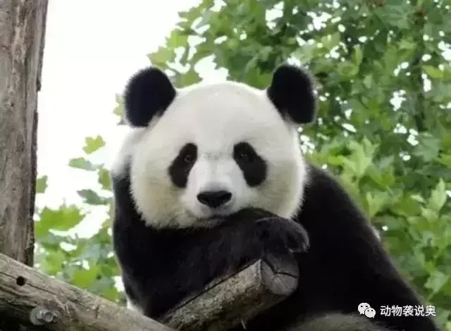 大熊猫的繁殖是什么样的？为什么大熊猫交配困难？