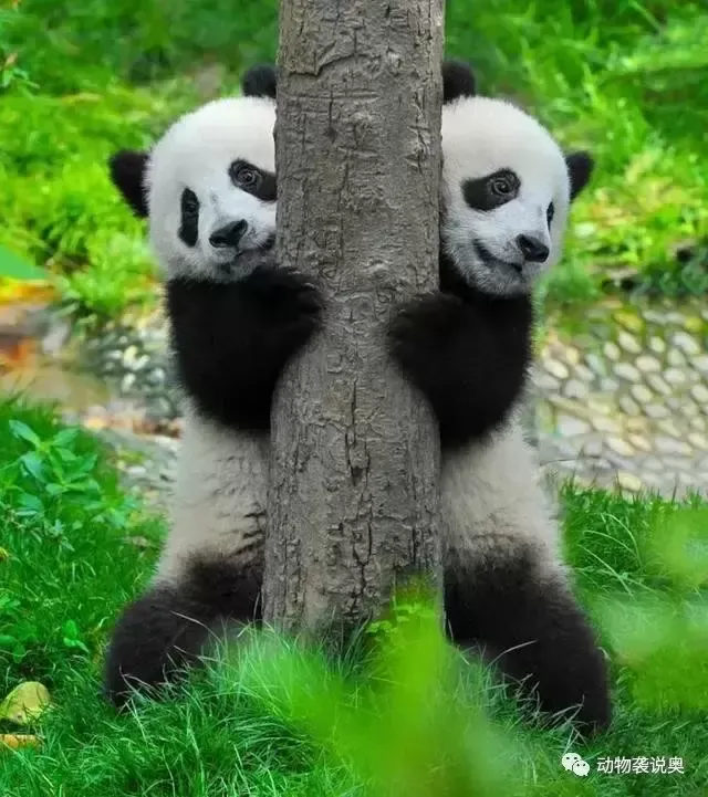 大熊猫的繁殖是什么样的？为什么大熊猫交配困难？