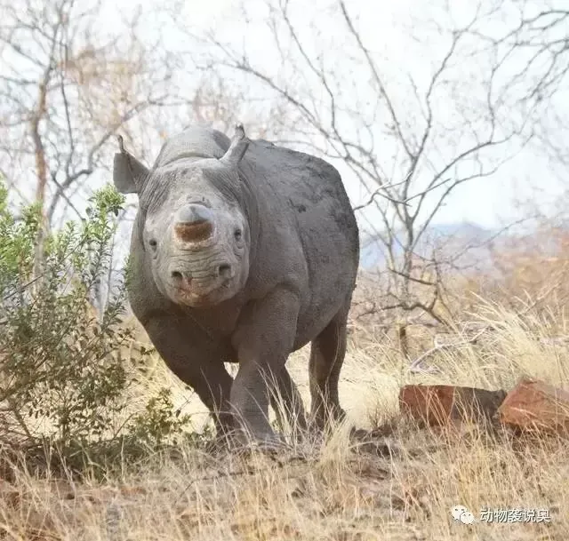 黑犀牛脾气大吗？克鲁格国家公园的黑犀牛失去了脾气！