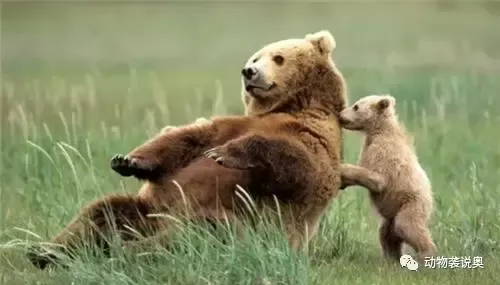 动物有感情吗？保护熊13年却被吃掉？