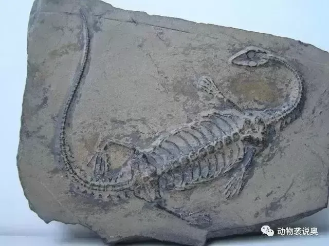 通过化石可以了解什么？如果某一生物灭绝，科学家能根据化石还原出它的样貌吗？