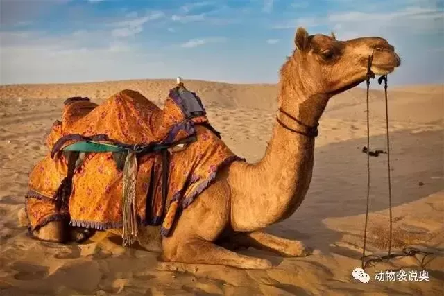 在沙漠里骆驼有天敌吗？为何食肉动物不抓骆驼？