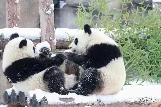熊猫到底有多凶残？野外猛兽不敢攻击温顺的大熊猫？