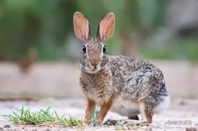 澳大利亚的兔子现在怎么样了？为何会成为322种濒危动植物的威胁？