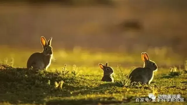 澳大利亚的兔子现在怎么样了？为何会成为322种濒危动植物的威胁？
