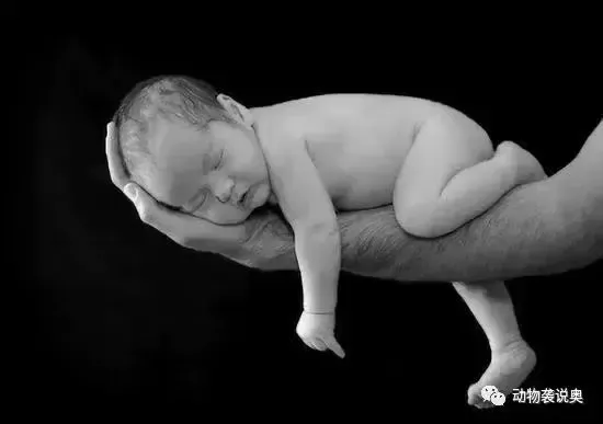 为什么动物一出生就会走？而人的婴儿却要一年多的时间？