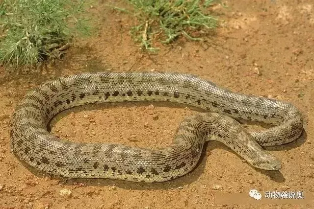 哪种蛇是国家保护动物？分享几种无毒蛇类，不常见且珍稀！