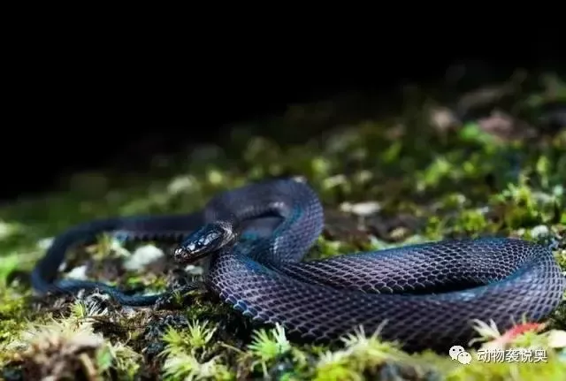 哪种蛇是国家保护动物？分享几种无毒蛇类，不常见且珍稀！