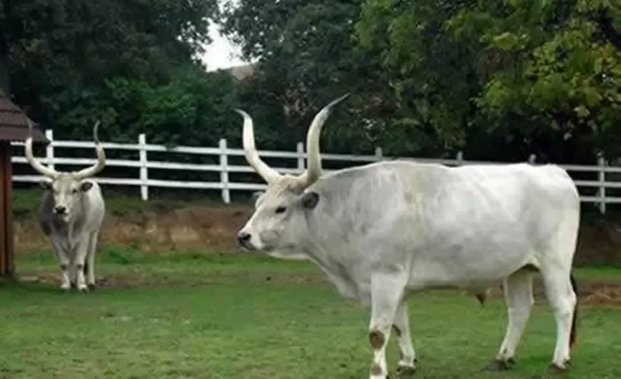 世界上最珍贵的牛，2米长角堪比象牙，当地人持枪守护！