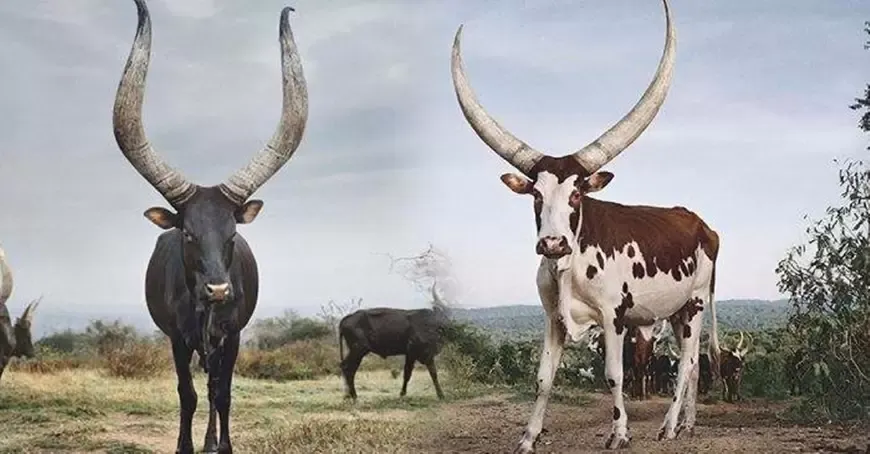世界上最珍贵的牛，2米长角堪比象牙，当地人持枪守护！