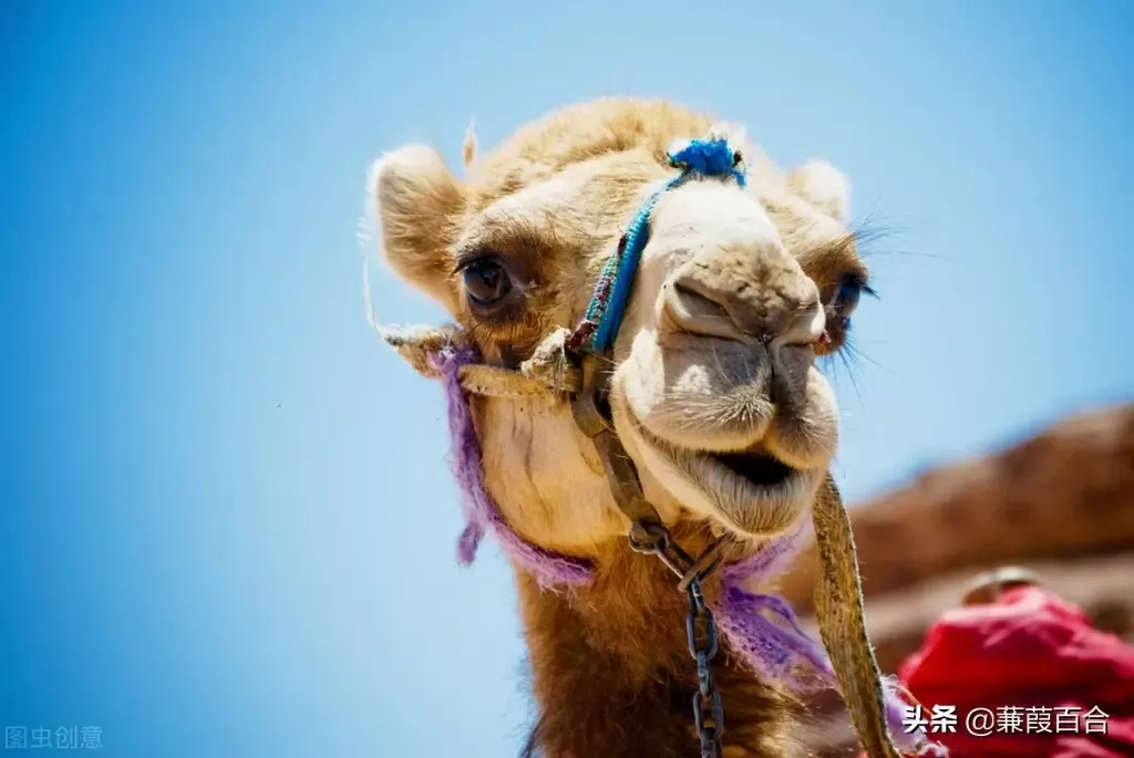 可爱有趣的骆驼名字和事实，你见过多少个？