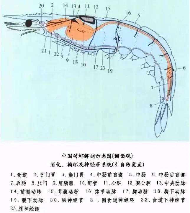 虾头中含了虾的主要内脏器官