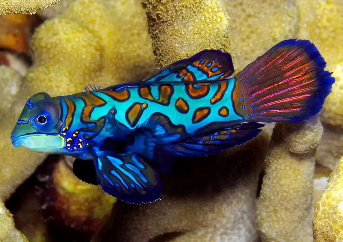 世界上最美丽的10种鱼