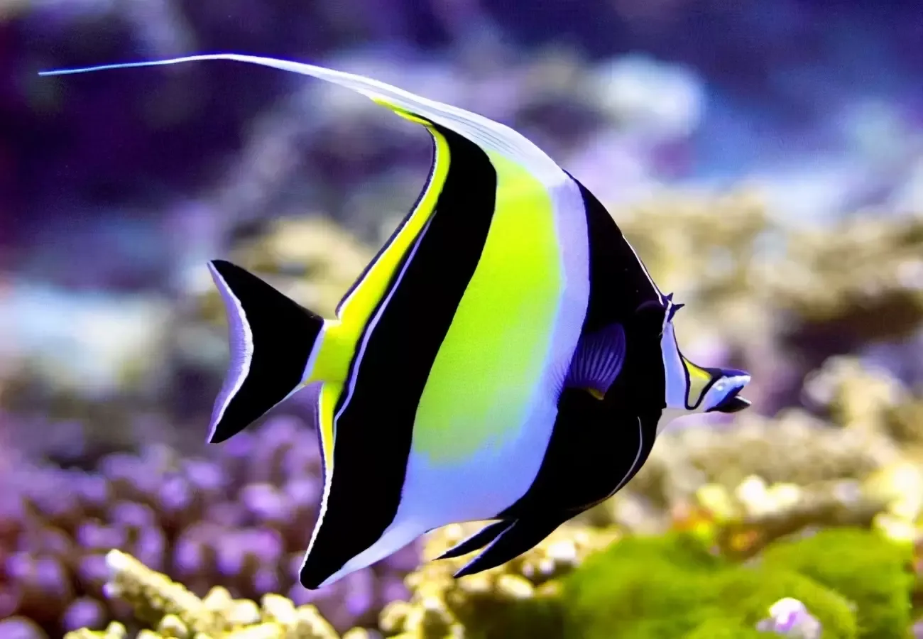 世界上最美丽的10种鱼