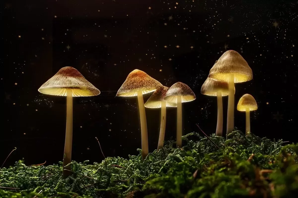 世界上最贵的五种蘑菇：国王的美味佳肴