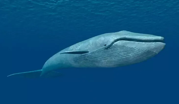 世界上最大的10种动物——体型惊人
