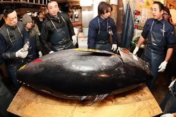 世界十大最贵鱼，您吃过几种？
