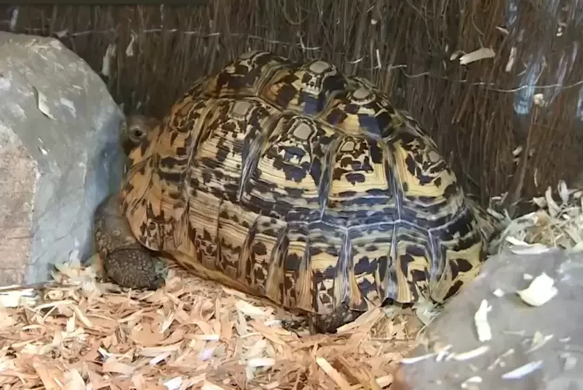 乌龟博尔特！世界上爬行最快的乌龟